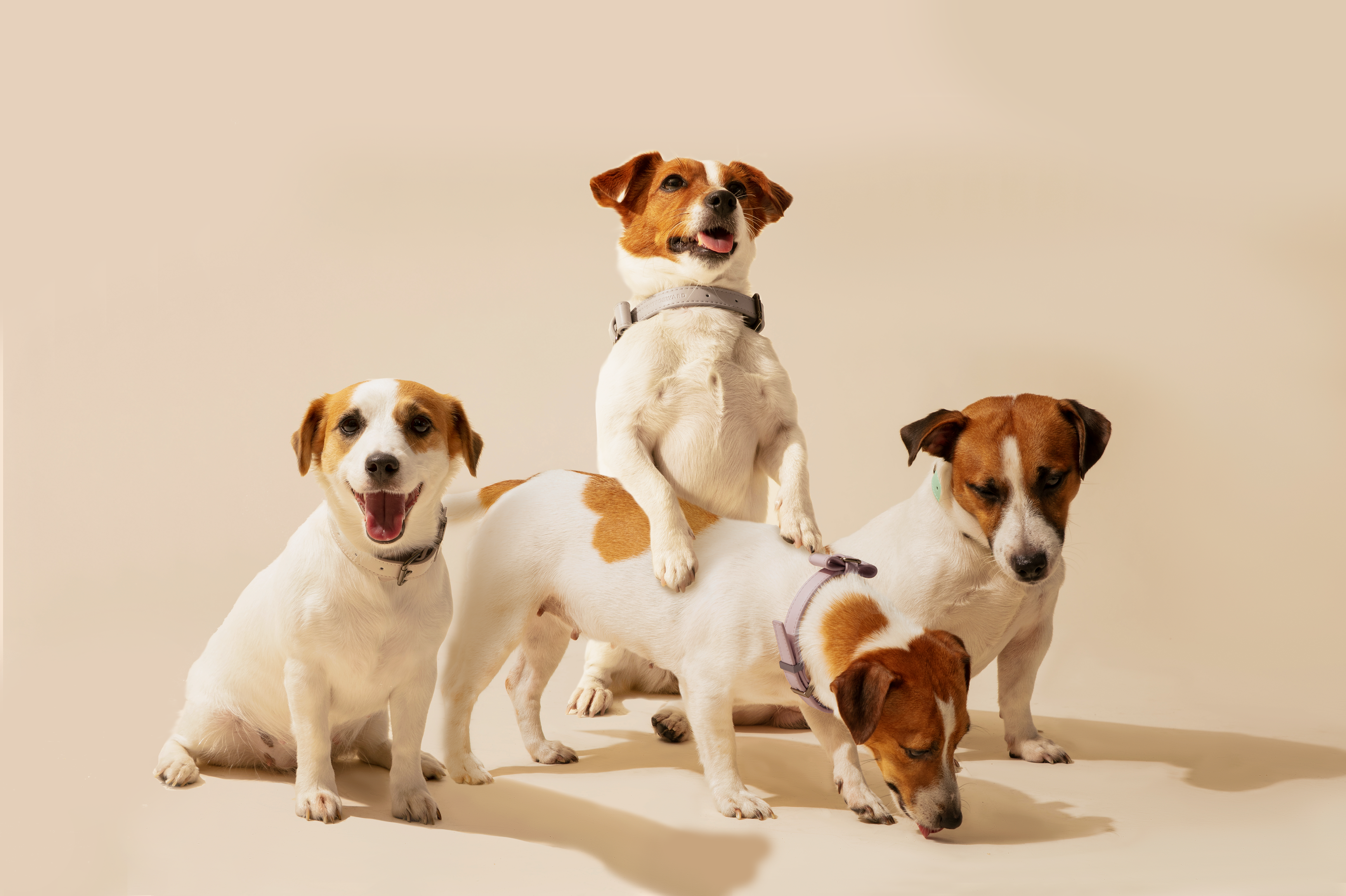 Pet Accessories